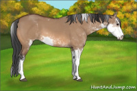 Horse Color:Bay Dun Sabino 