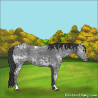 Horse Color:Black Ice 