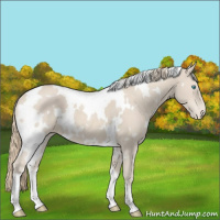 Horse Color:White Spotted Smoky Creme Appaloosa