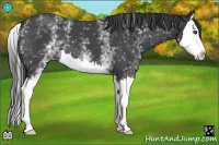 Horse Color:White Spotted Blue Roan Splash