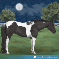 Horse Color:Smoky Black Tobiano 