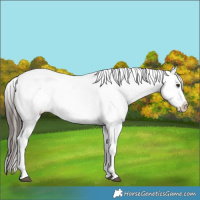 Horse Color:Liver Chestnut Sabino Varnish Rabicano 