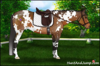 Horse Color:White Spotted Buckskin