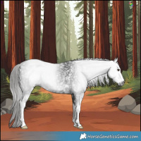 Horse Color:Gray White Spotted Liver Chestnut Sabino 