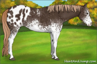 Horse Color:White Spotted Liver Chestnut Sabino Appaloosa 