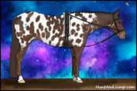 Horse Color:Liver Chestnut Appaloosa