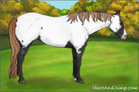 Horse Color:Liver Chestnut Frame Appaloosa 
