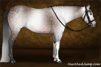 Horse Color:Gray Bay 