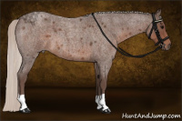 Horse Color:Silver Blue Roan 