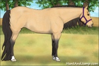 Horse Color:Buckskin Roan 