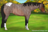 Horse Color:Gray Bay Roan Appaloosa 