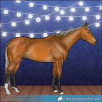 Horse Color:Gray Silver Buckskin 