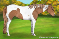 Horse Color:Chestnut Tobiano