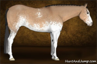 Horse Color:White Spotted Bay Dun