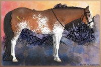 Horse Color:White Spotted Bay 