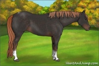 Horse Color:Liver Chestnut Tobiano 