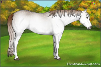 Horse Color:Gray White Spotted Liver Red Dun Sabino 
