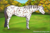Horse Color:Gray Nacre Bay Dun Tobiano Appaloosa 