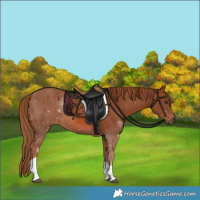 Horse Color:Chestnut Tobiano 