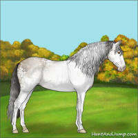 Horse Color:Gray White Spotted Classic Cream Champagne Roan 