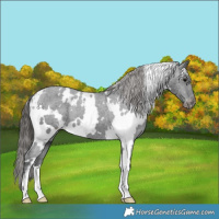 Horse Color:White Spotted Black Appaloosa 