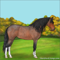 Horse Color:Brown Roan 