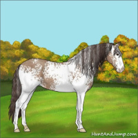 Horse Color:White Spotted Classic Champagne 