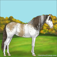 Horse Color:White Spotted Classic Cream Champagne 