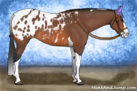 Horse Color:Bay Splash Tobiano Appaloosa 
