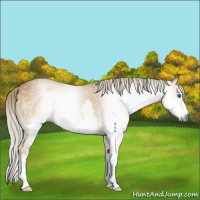 Horse Color:Gray Palomino Splash