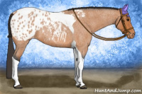 Horse Color:Bay Roan Tobiano Appaloosa 