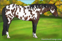 Horse Color:Brown Appaloosa 