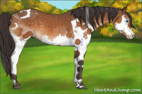 Horse Color:Buckskin Splash Tobiano 
