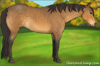 Horse Color:Buckskin Roan 