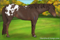 Horse Color:Liver Chestnut Appaloosa