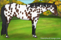 Horse Color:Bay Appaloosa 