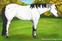 Horse Color:Brown Appaloosa 