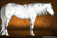 Horse Color:Gray White Spotted Smoky Black Splash 