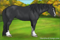 Horse Color:Black Chinchilla Sabino 
