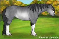 Horse Color:Brown Chinchilla Rabicano 