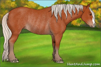Horse Color:Silver Brown Rabicano