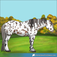 Horse Color:Brown Near Leopard Rabicano 