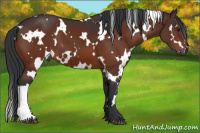 Horse Color:White Spotted Brown 