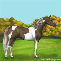 Horse Color:Chocolate Palomino Tobiano 