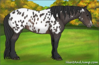 Horse Color:Brown Appaloosa 