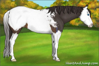 Horse Color:Buckskin Splash Appaloosa 