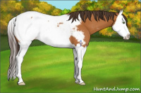 Horse Color:Buckskin Splash Appaloosa 