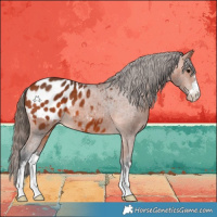 Horse Color:Bay Appaloosa 