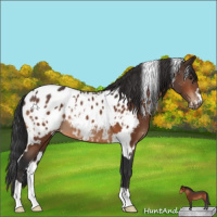 Horse Color:White Spotted Brown Appaloosa 