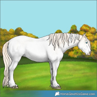 Horse Color:White Spotted Palomino Pearl Dun Tobiano Rabicano